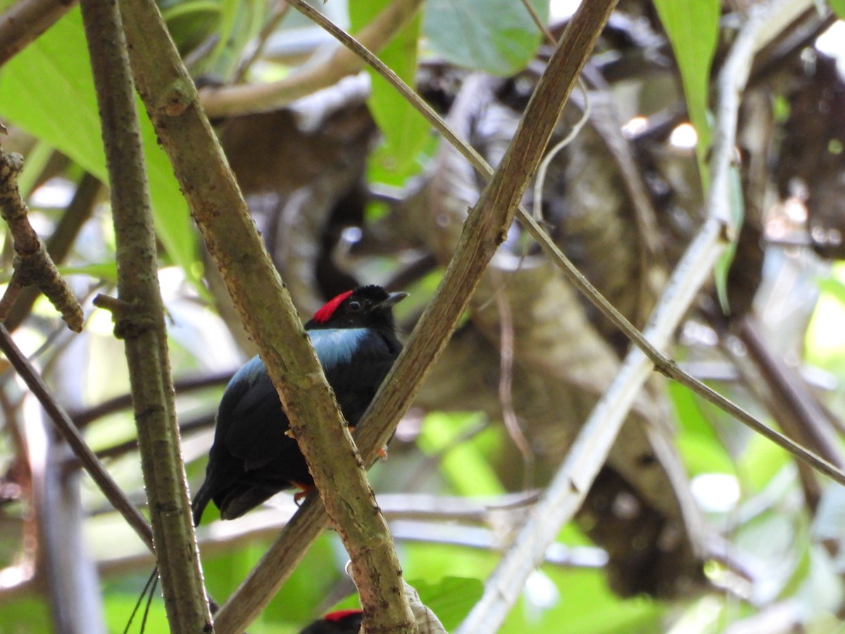 Long-tailed Manakin - ML637886766