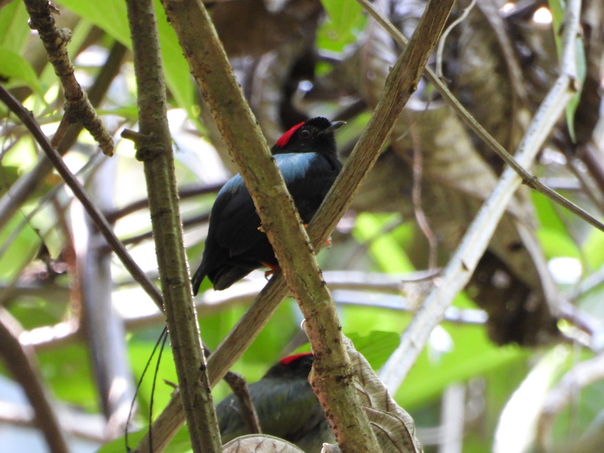 Long-tailed Manakin - ML637886771