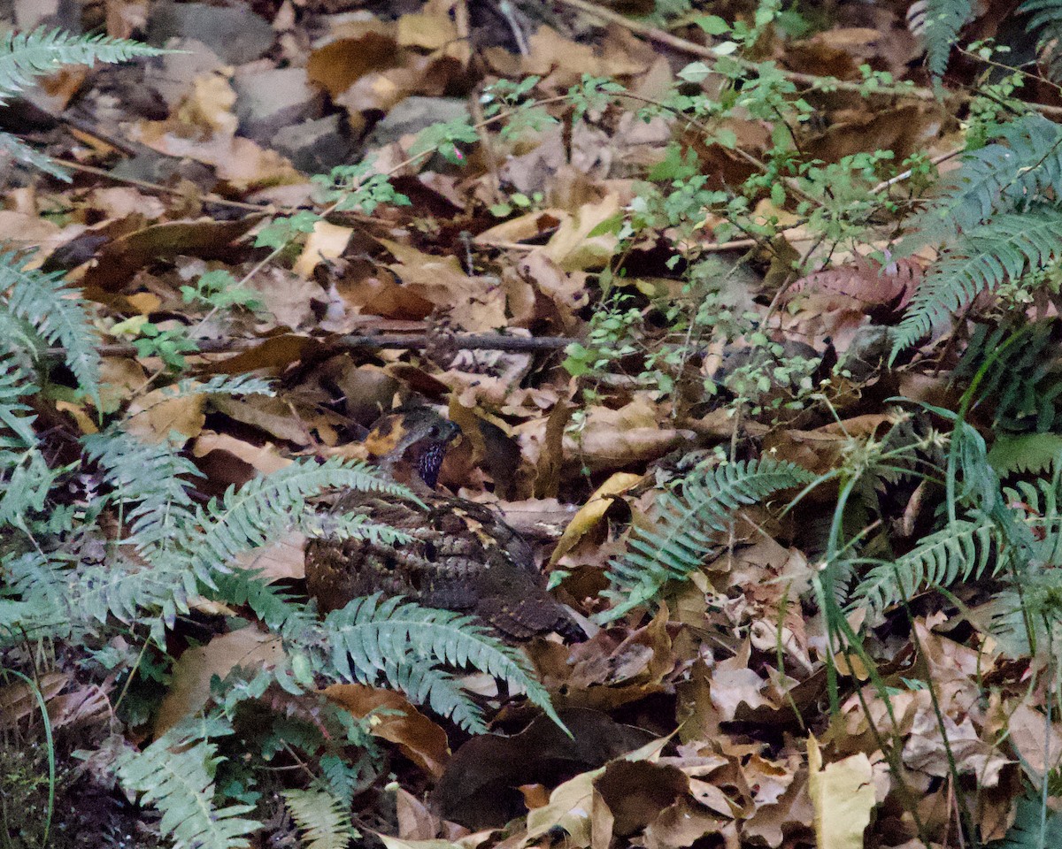 Spotted Wood-Quail - ML637886788