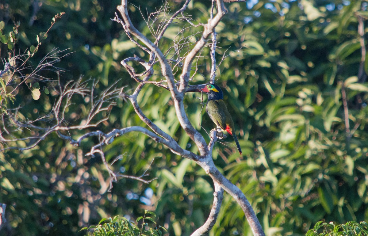 Guianan Toucanet - ML637886794