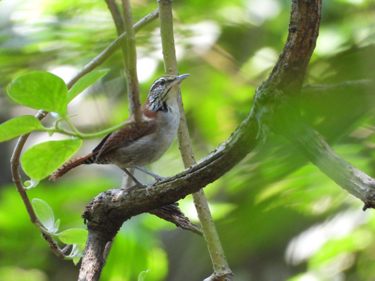Rufous-and-white Wren - ML637886820