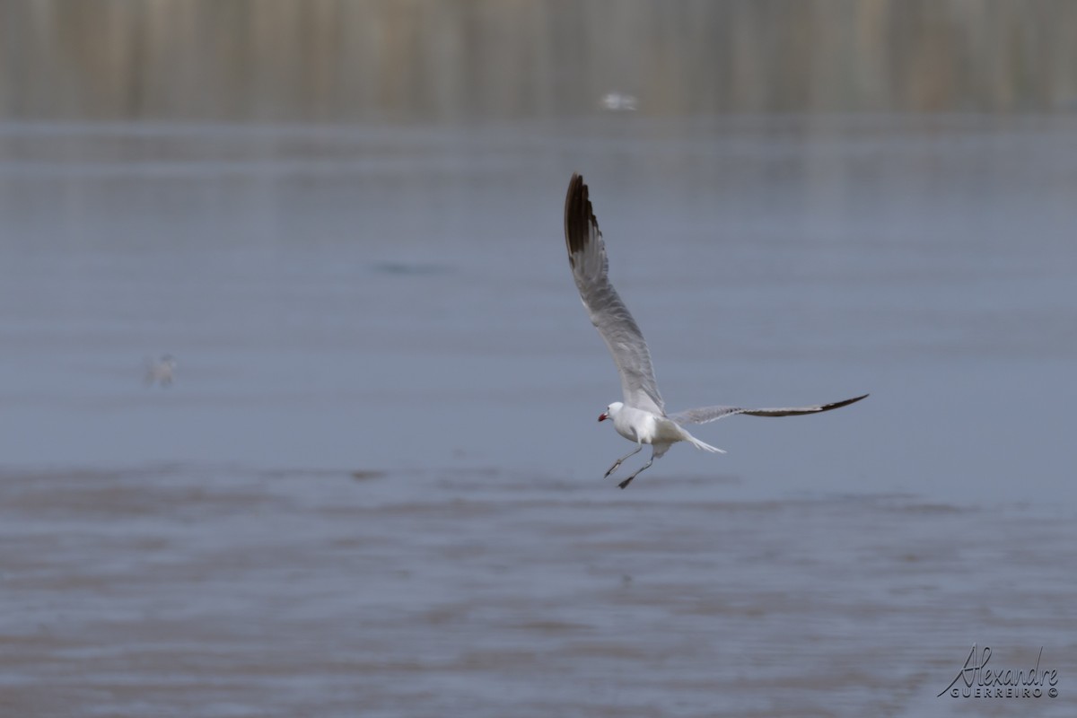 Audouin's Gull - ML637886823