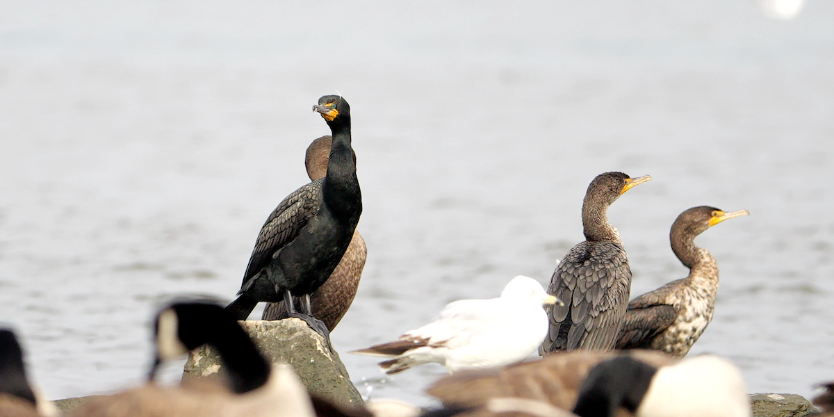 kormorán ušatý - ML637886825