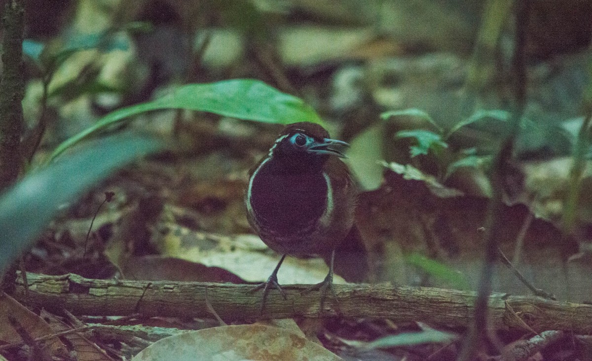 Ferruginous-backed Antbird - ML637886852