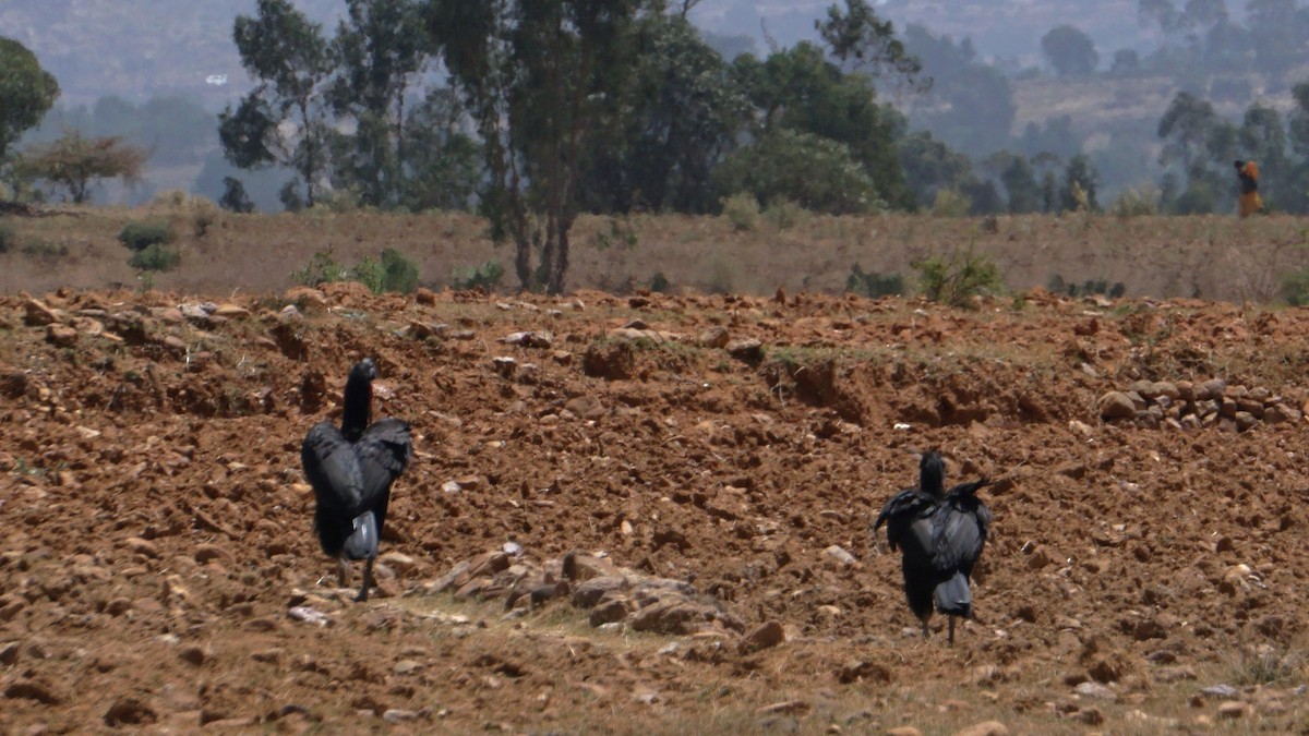 Abyssinian Ground-Hornbill - ML637886866