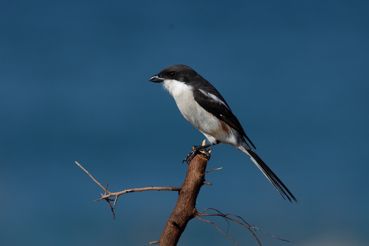 Southern Fiscal (Southern) - ML637886878