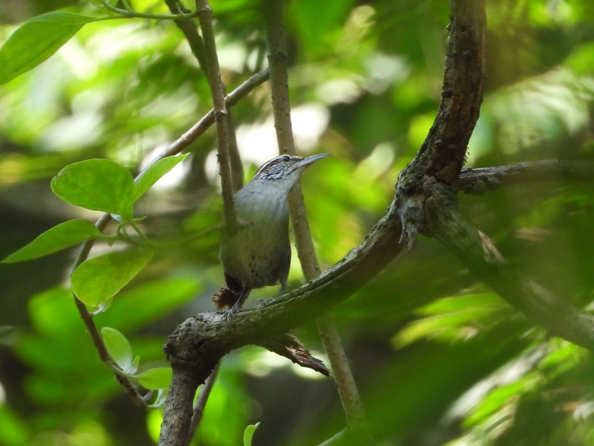 Rufous-and-white Wren - ML637886879