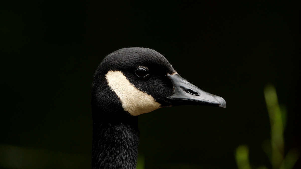 berneška velká - ML637886880