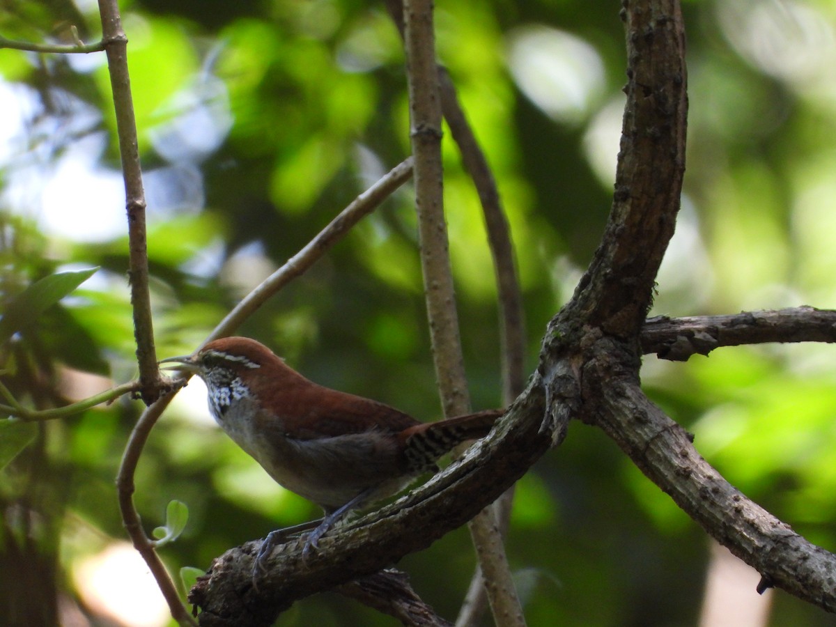 Rufous-and-white Wren - ML637886891
