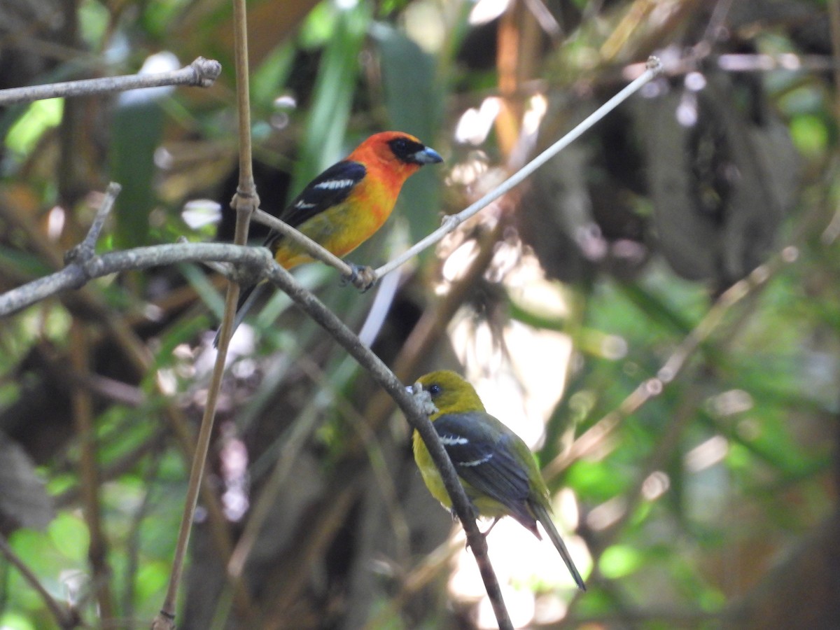 White-winged Tanager - ML637886905