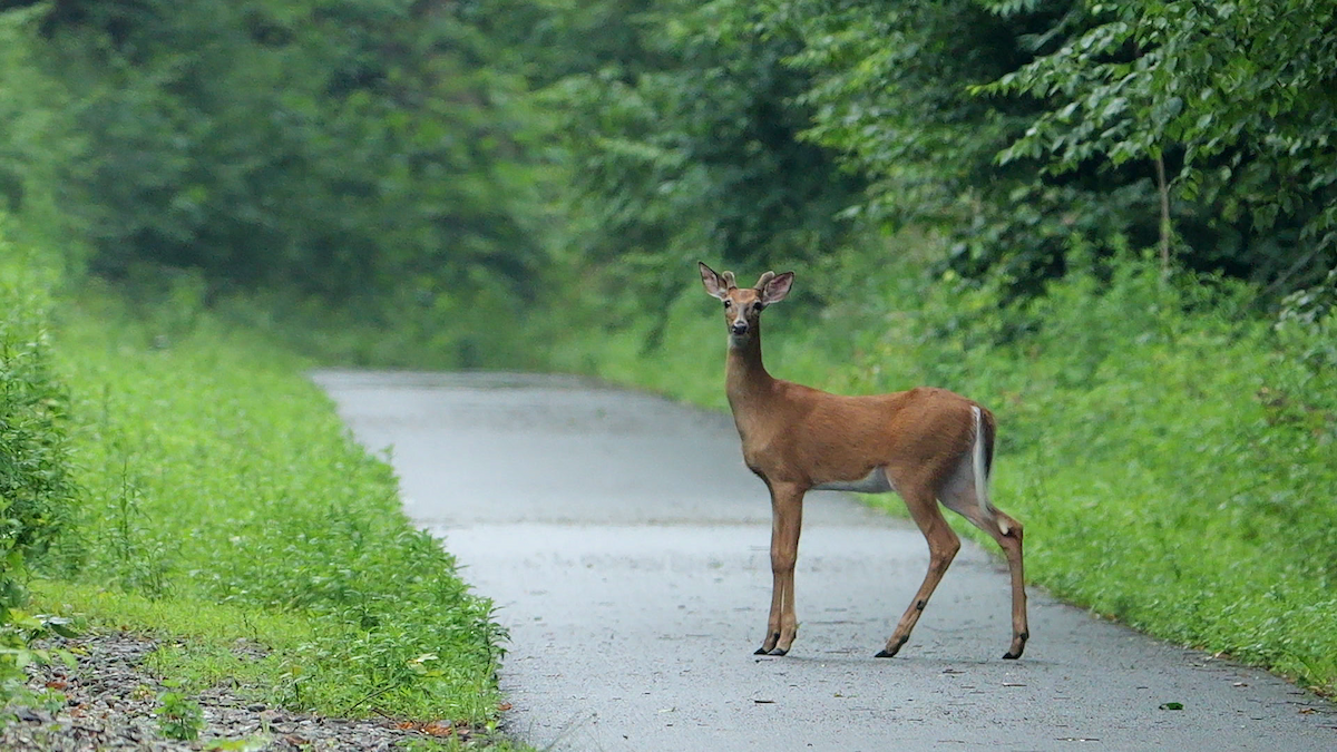 Northern White-tailed Deer - ML637886909