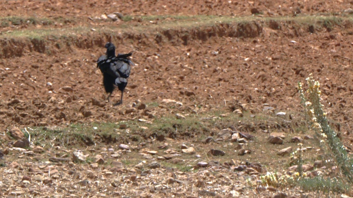Abyssinian Ground-Hornbill - ML637886934