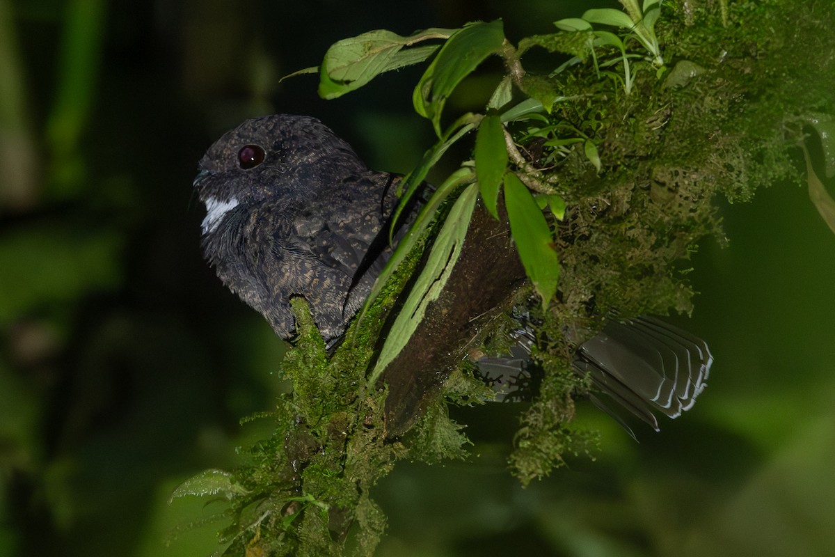 Choco Poorwill - ML637886937