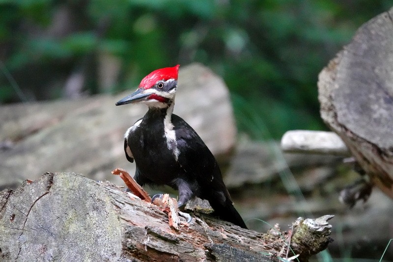 Pileated Woodpecker - ML637886991