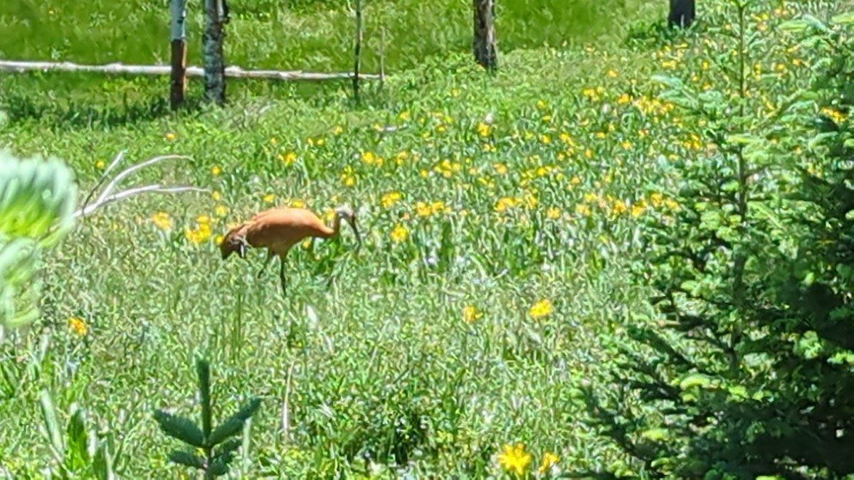 Журавель канадський - ML637887010