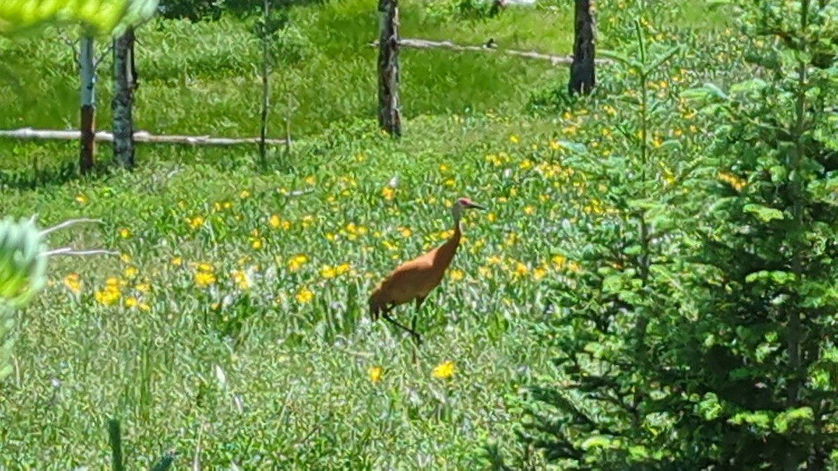 Журавель канадський - ML637887011