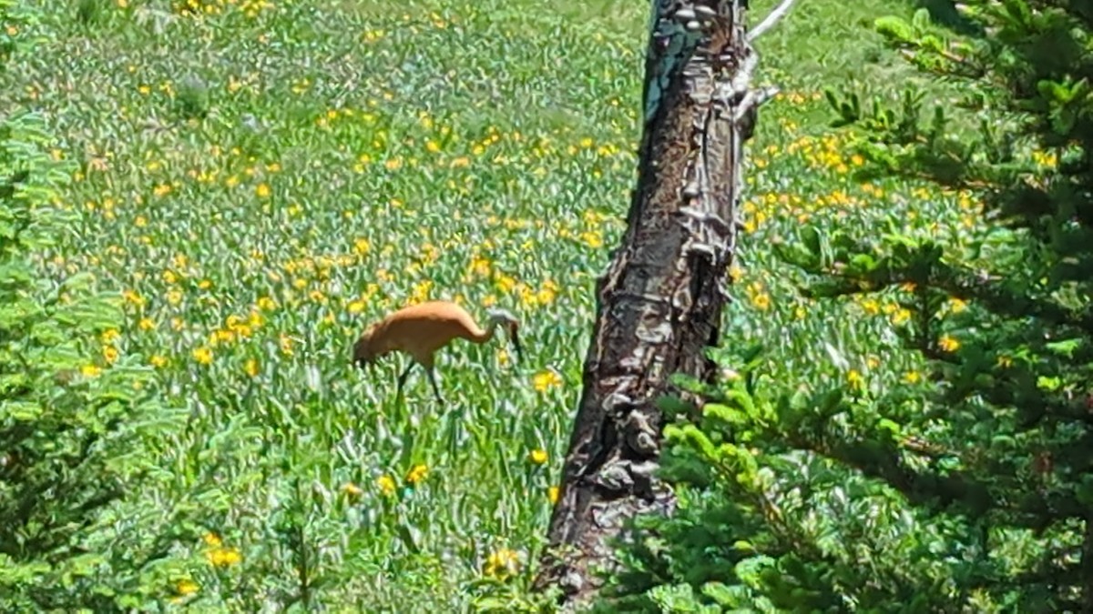 Журавель канадський - ML637887012