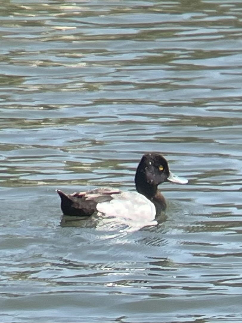Lesser Scaup - ML637887021