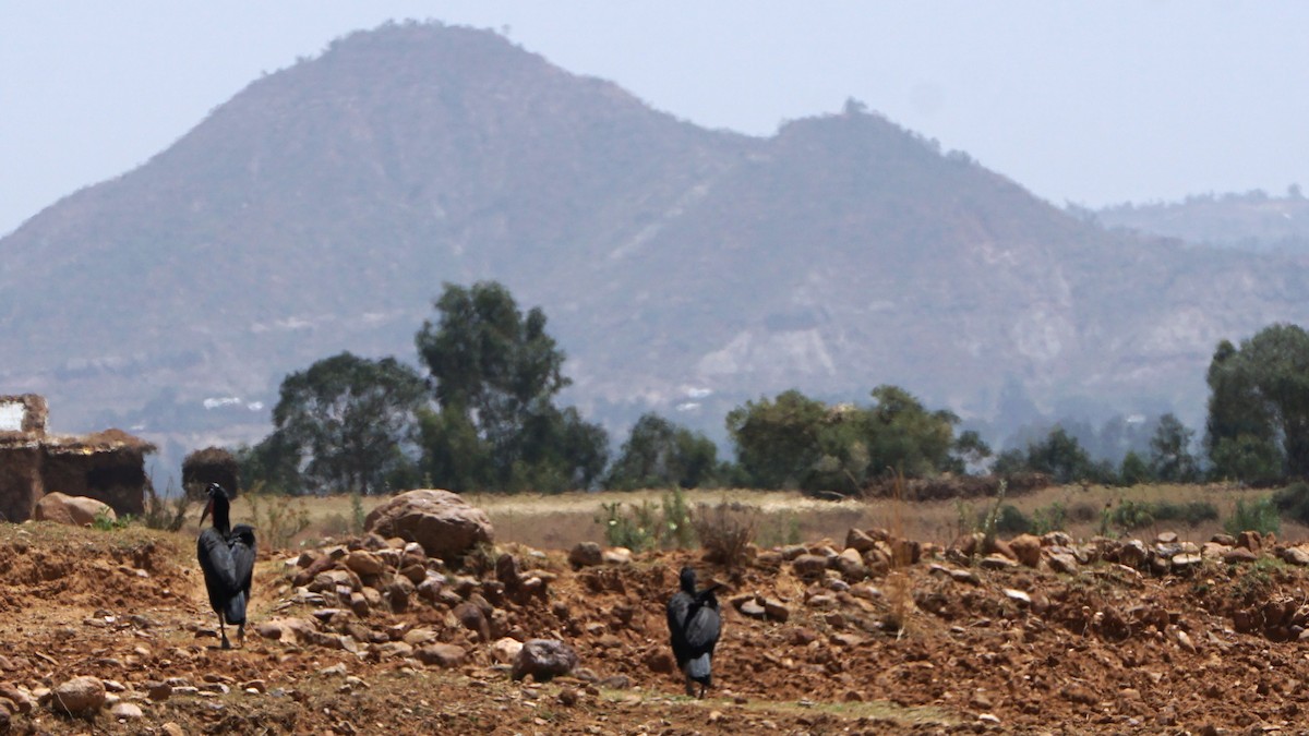 Abyssinian Ground-Hornbill - ML637887022