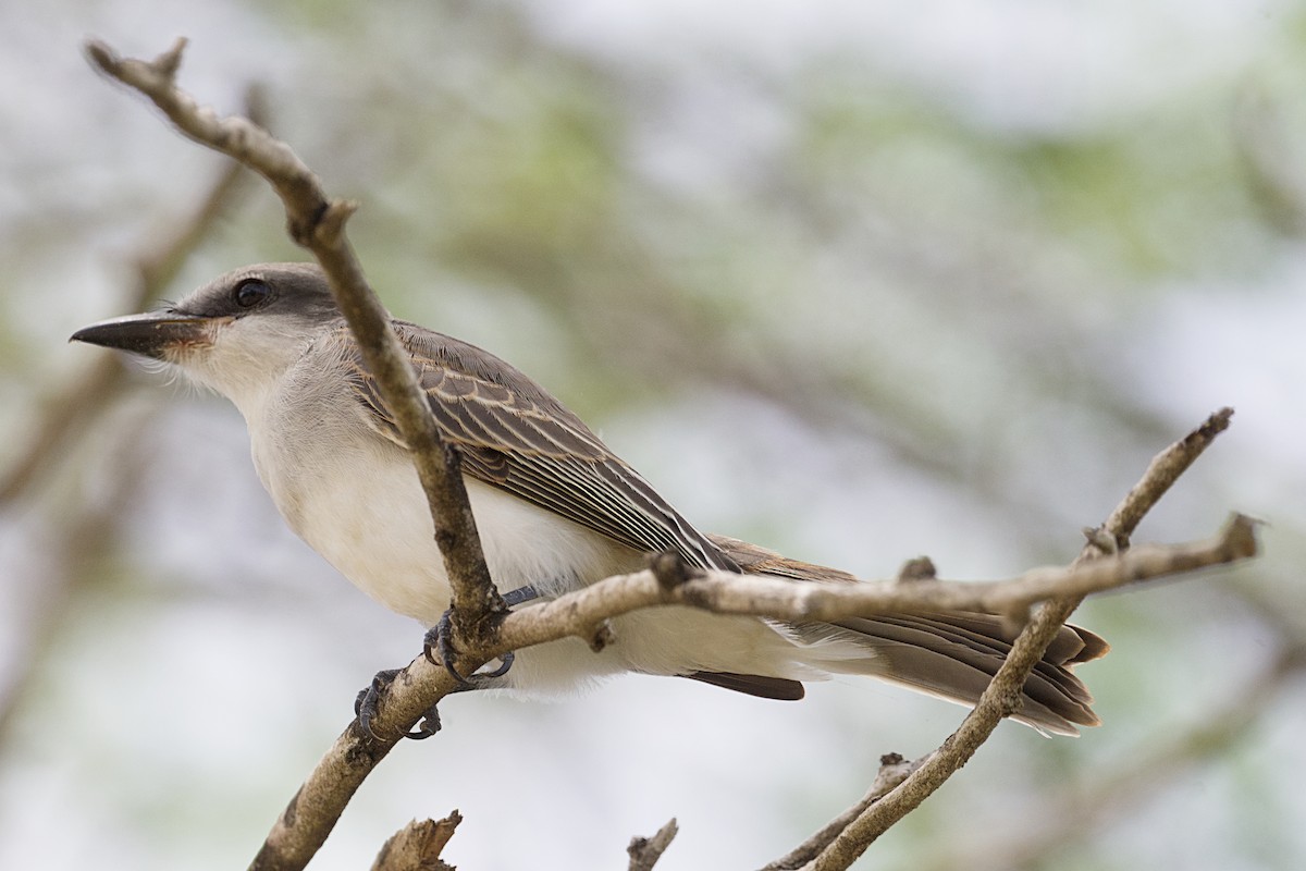 Gray Kingbird - ML637887027
