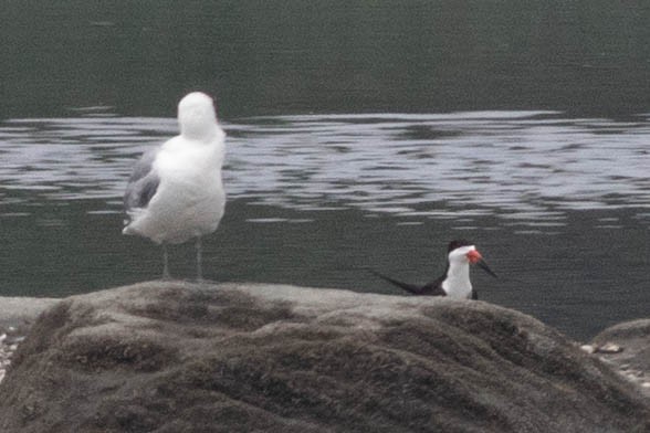 Black Skimmer - ML637887053