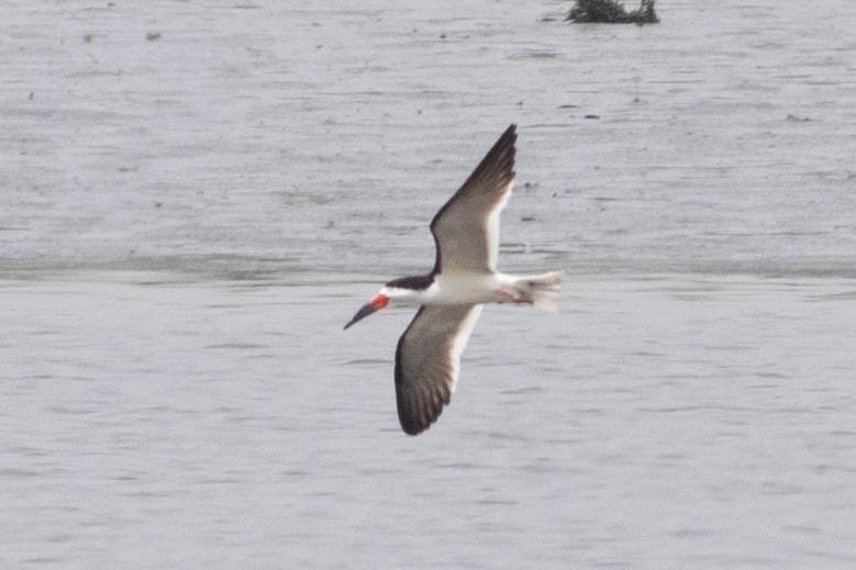 Black Skimmer - ML637887054