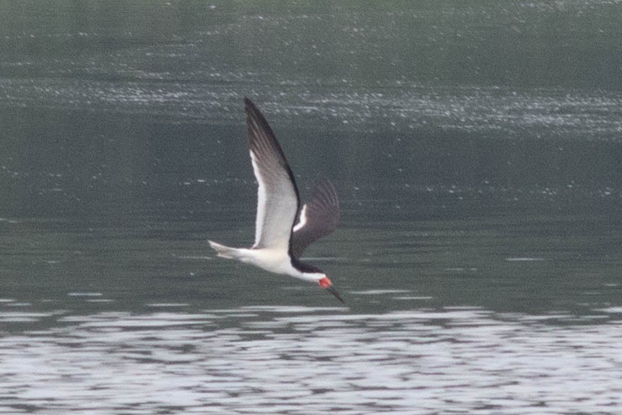 Black Skimmer - ML637887055