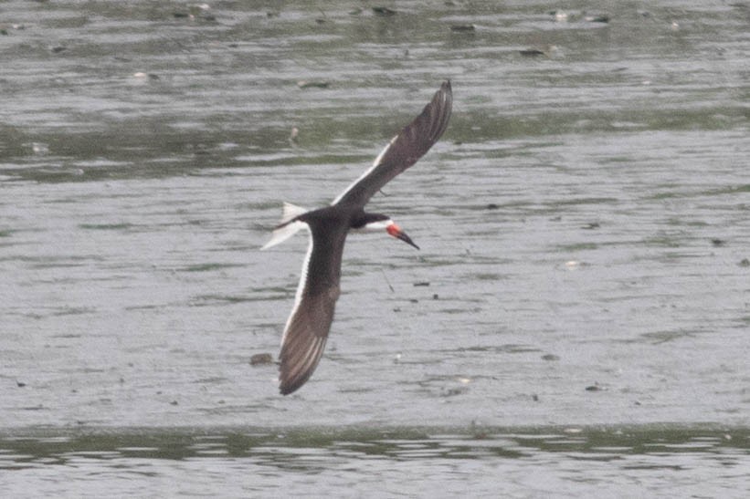 Black Skimmer - ML637887056