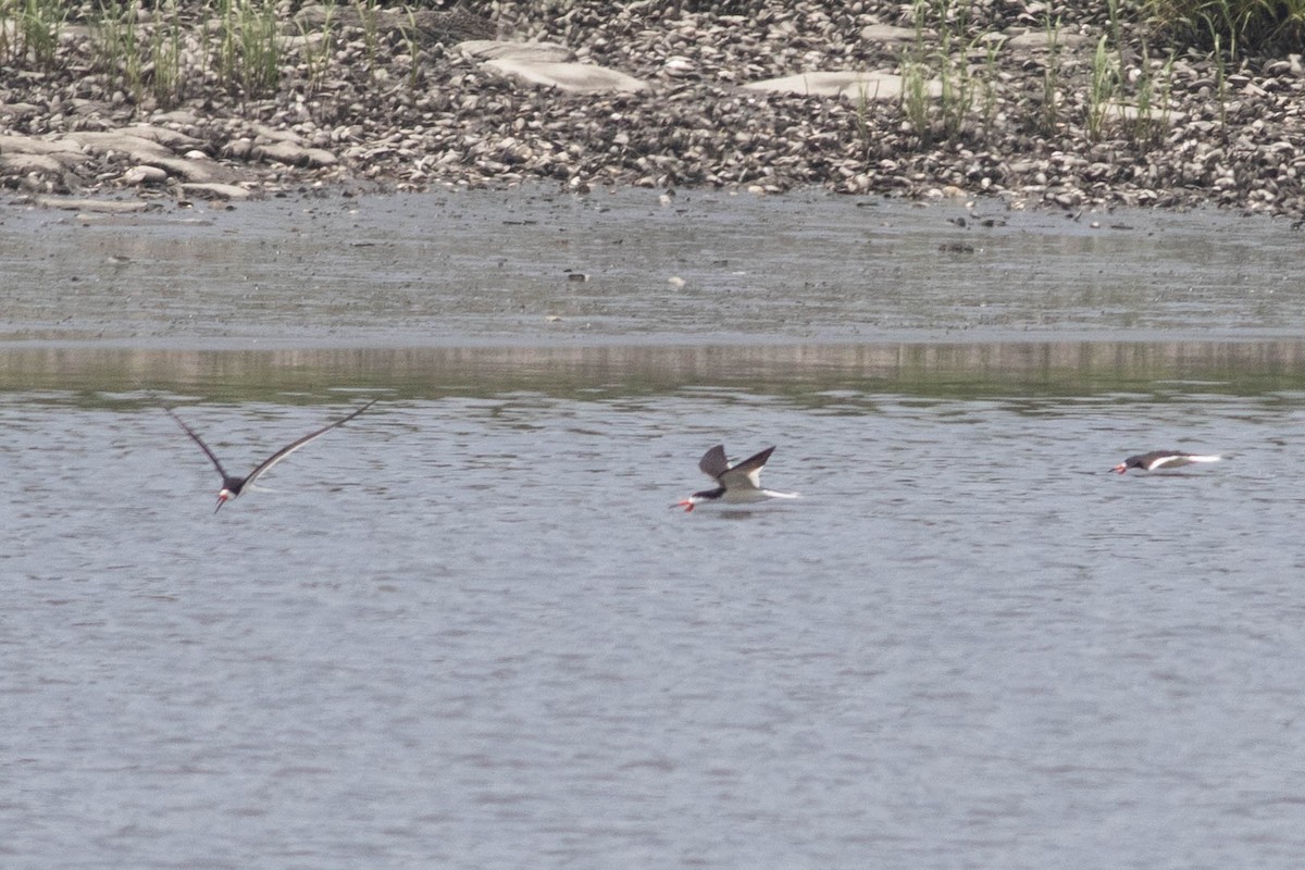 Black Skimmer - ML637887057