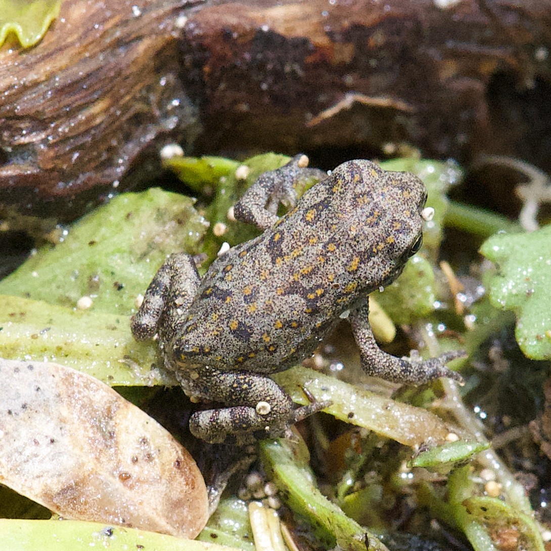Cane Toad - ML637887068