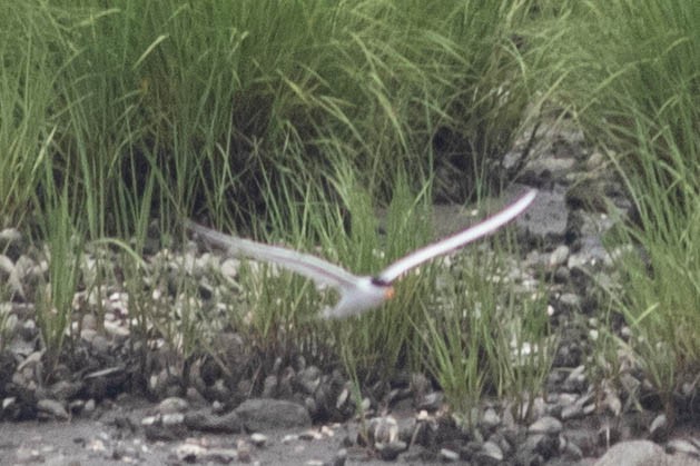 Forster's Tern - ML637887115