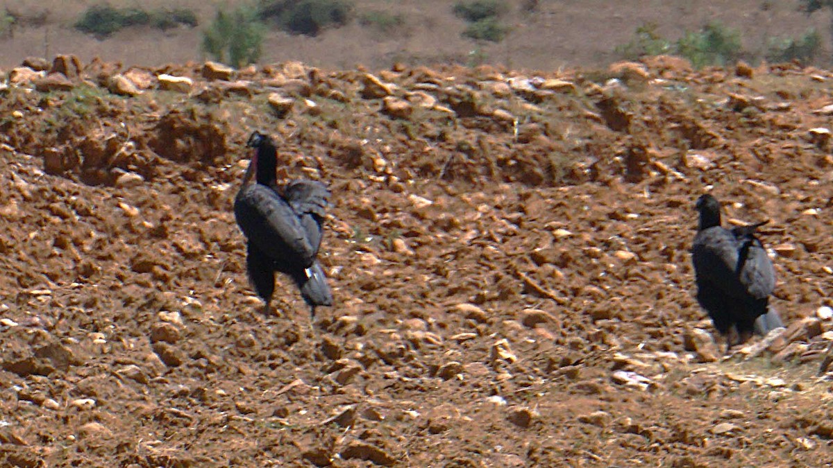 Abyssinian Ground-Hornbill - ML637887129