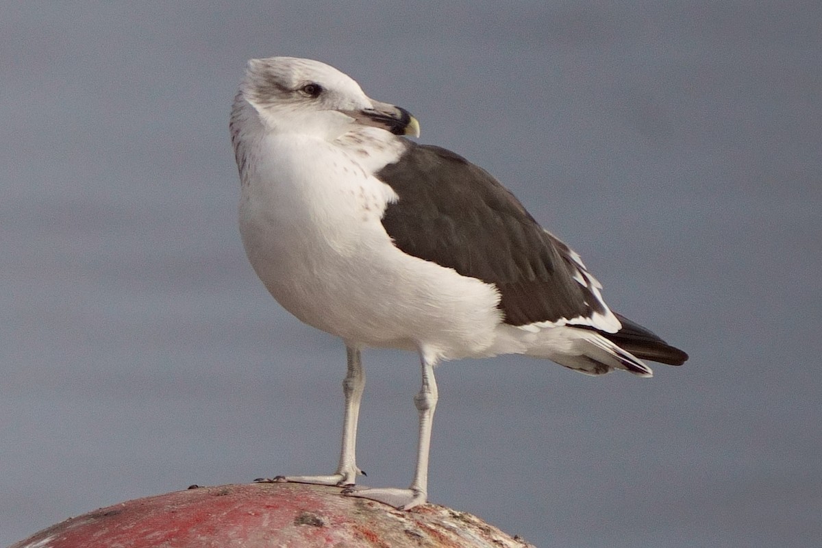 Belcher's Gull - ML637887156