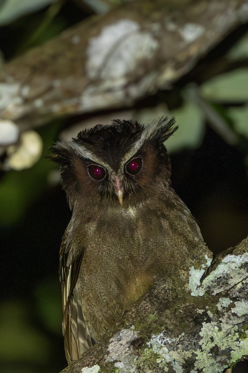 Crested Owl - ML637887160