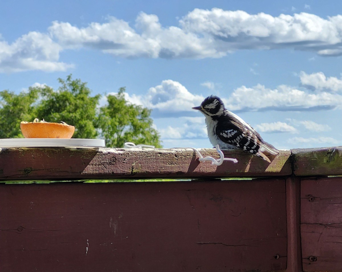 Downy Woodpecker - ML637887176