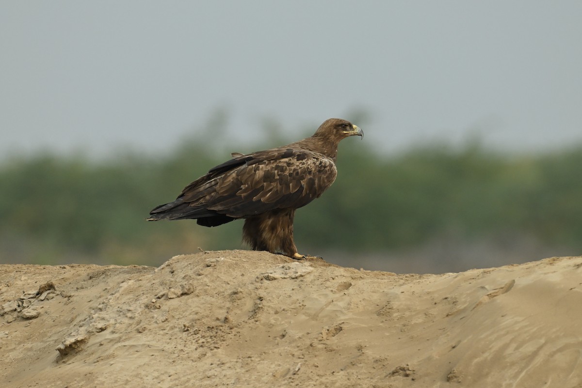 Steppe Eagle - ML637887194