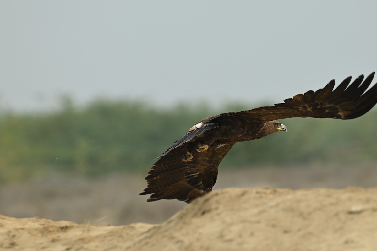 Steppe Eagle - ML637887195