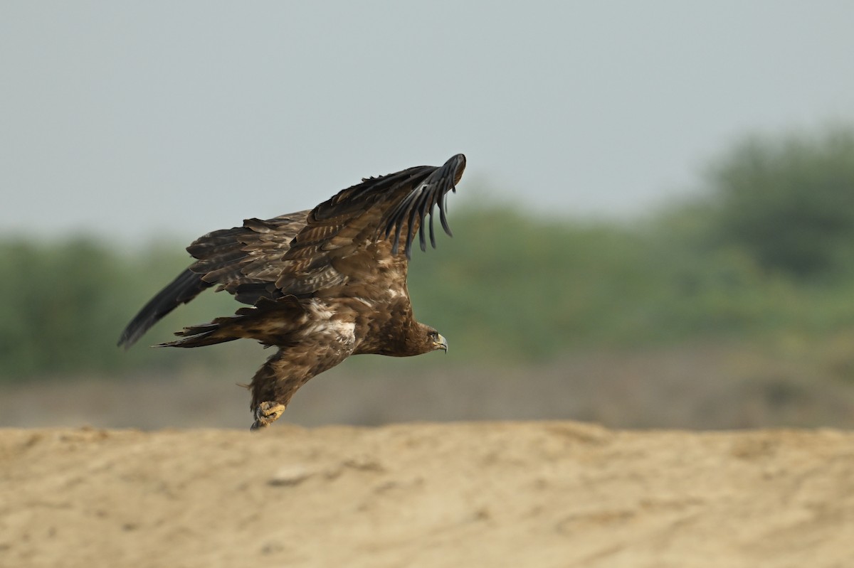 Steppe Eagle - ML637887196
