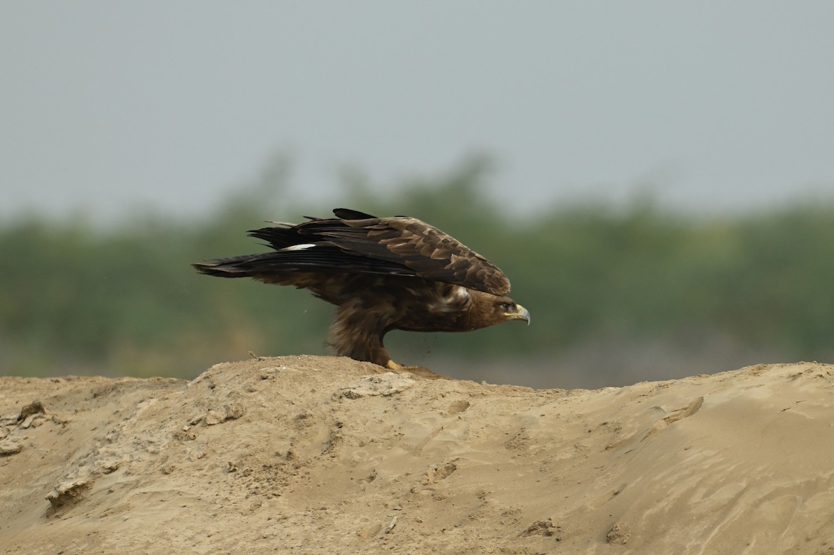 Steppe Eagle - ML637887197