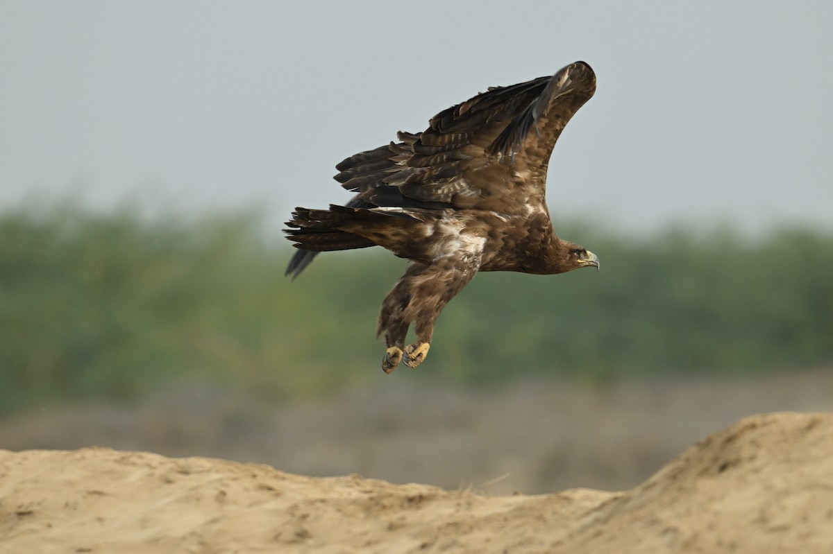 Steppe Eagle - ML637887198