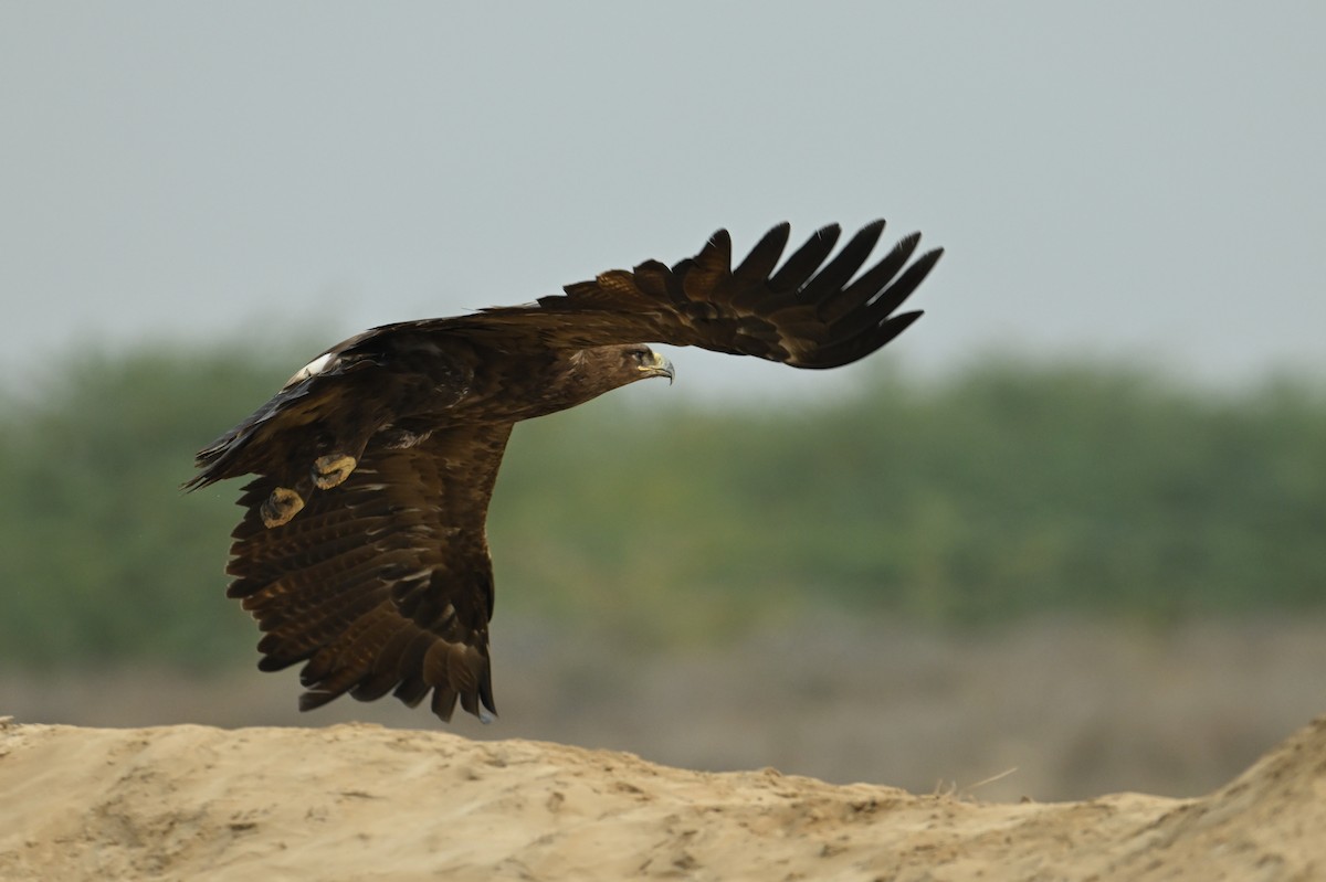 Steppe Eagle - ML637887199