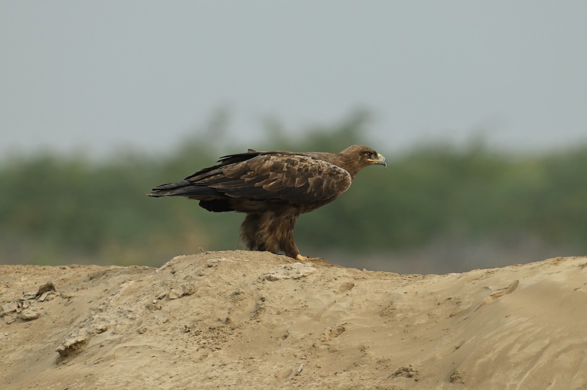 Steppe Eagle - ML637887200