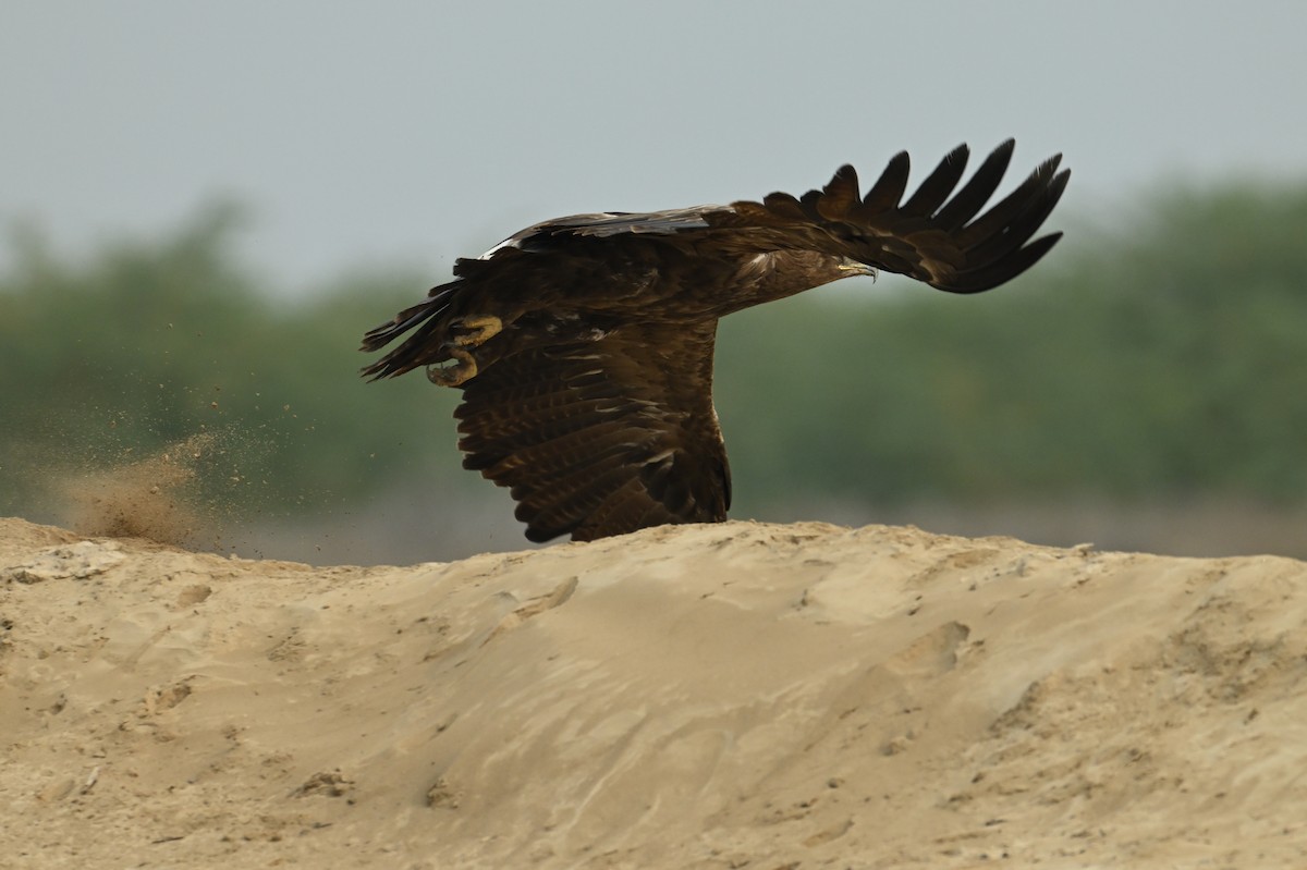 Steppe Eagle - ML637887201