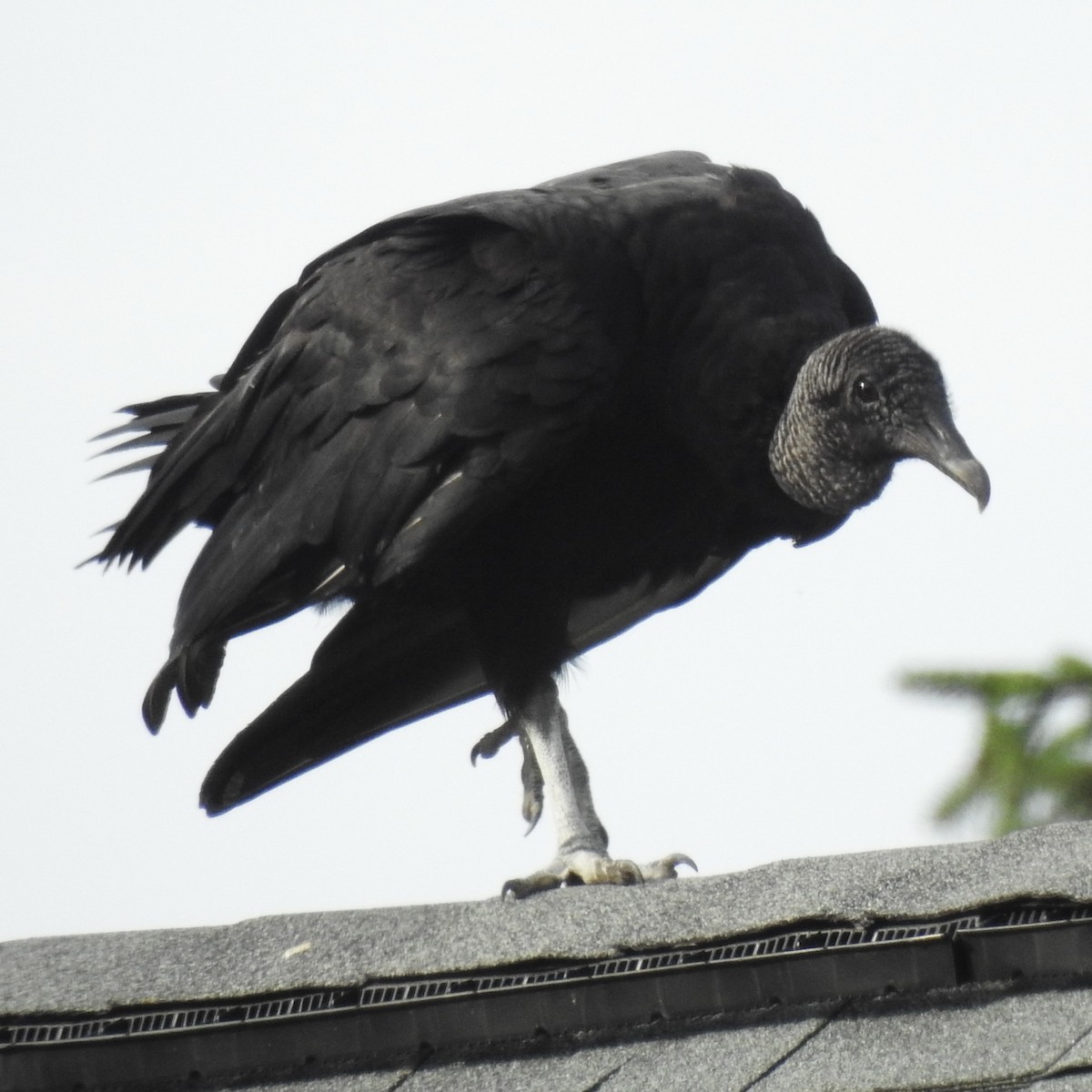 Urubu noir - ML637887205