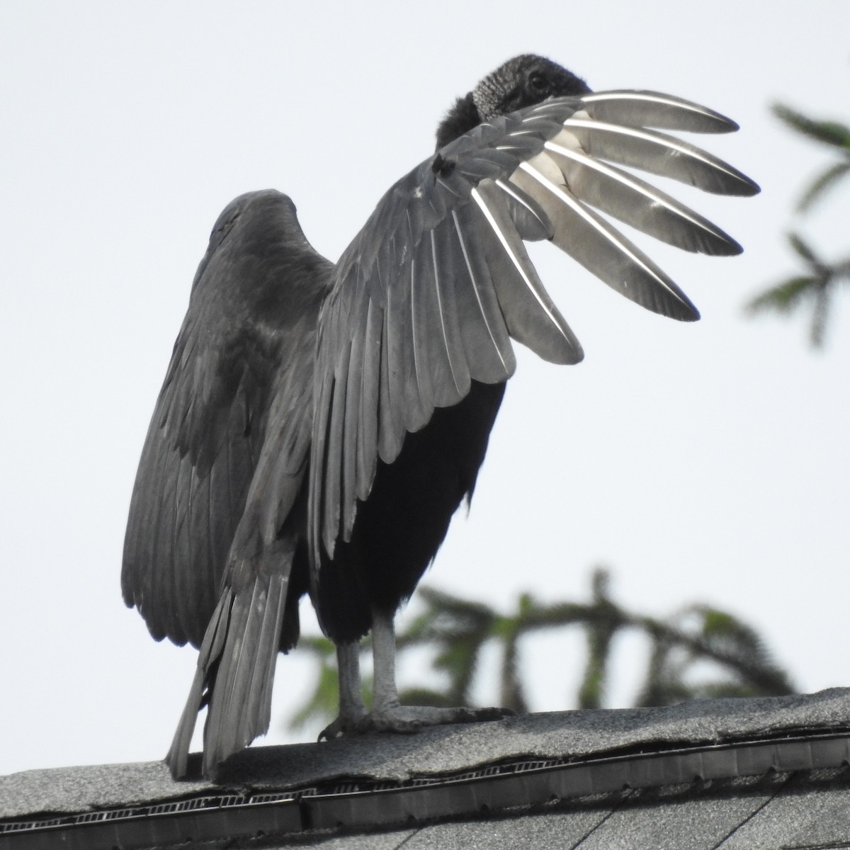 Urubu noir - ML637887206