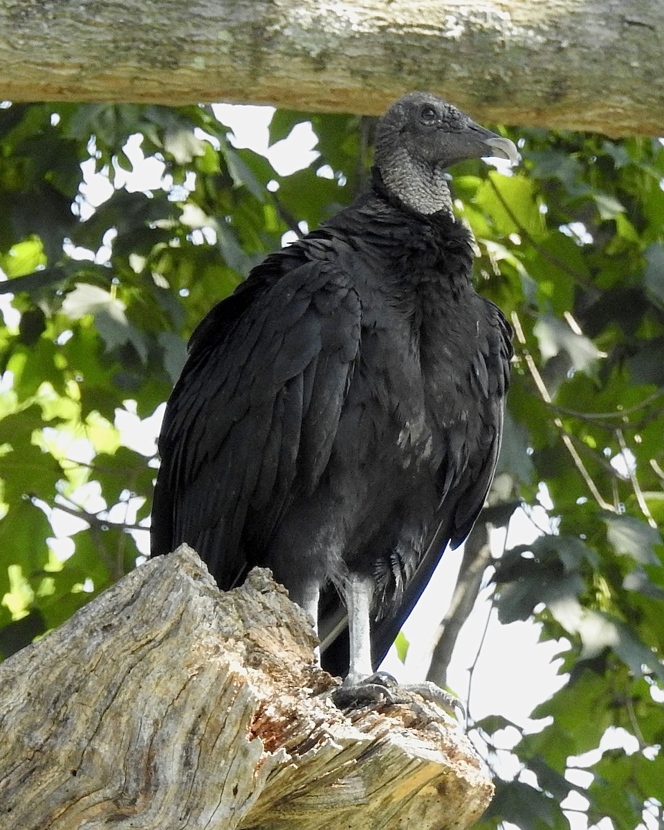 Urubu noir - ML637887208