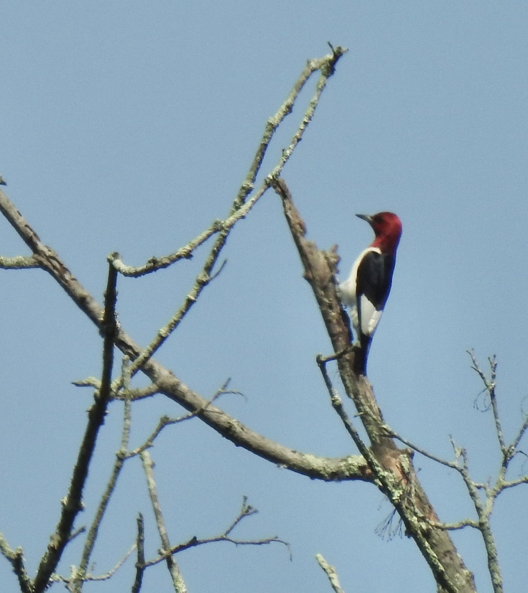 Pic à tête rouge - ML637887219