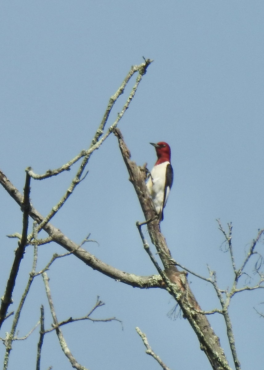 Pic à tête rouge - ML637887220