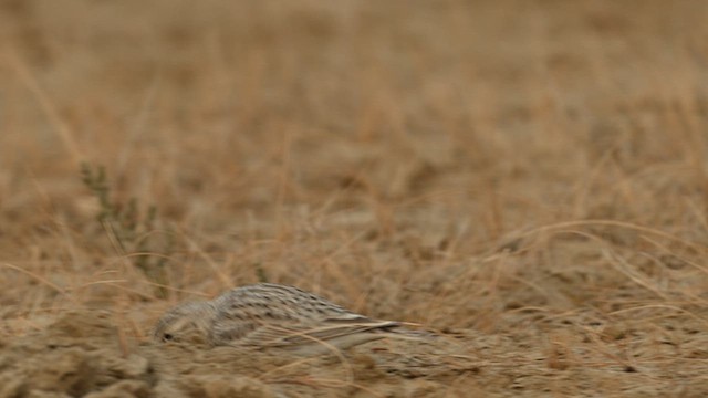 Sand Lark - ML637887222