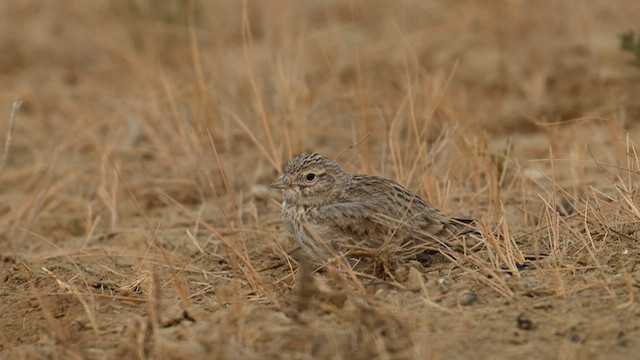 Sand Lark - ML637887226